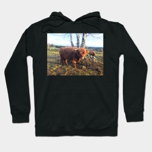 Scottish Highland Cattle Calf 1842 Hoodie